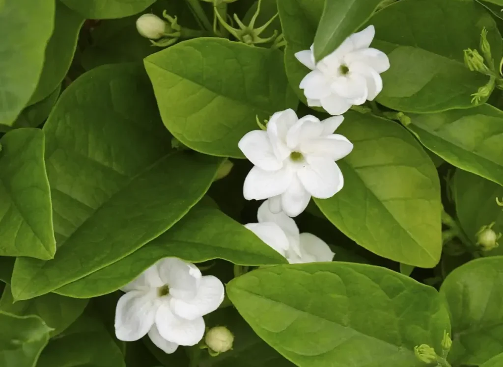 Tinh Dầu Thiên Nhiên Hoa Nhài (Jasmine) – August Studio
