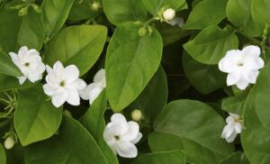 Tinh Dầu Thiên Nhiên Hoa Nhài (Jasmine) – August Studio