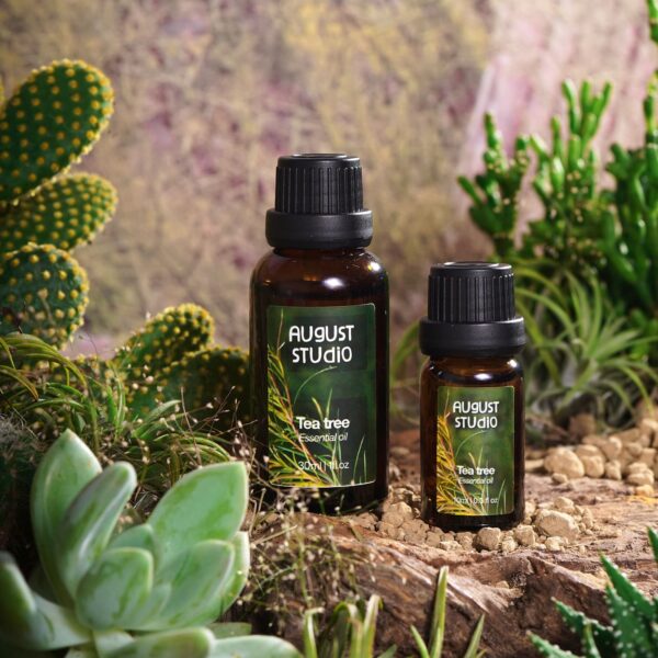 Tinh Dầu Thiên Nhiên Tràm Trà (Tea Tree) – August Studio | Làm Sạch, Kháng Khuẩn, Thanh Lọc Không Gian