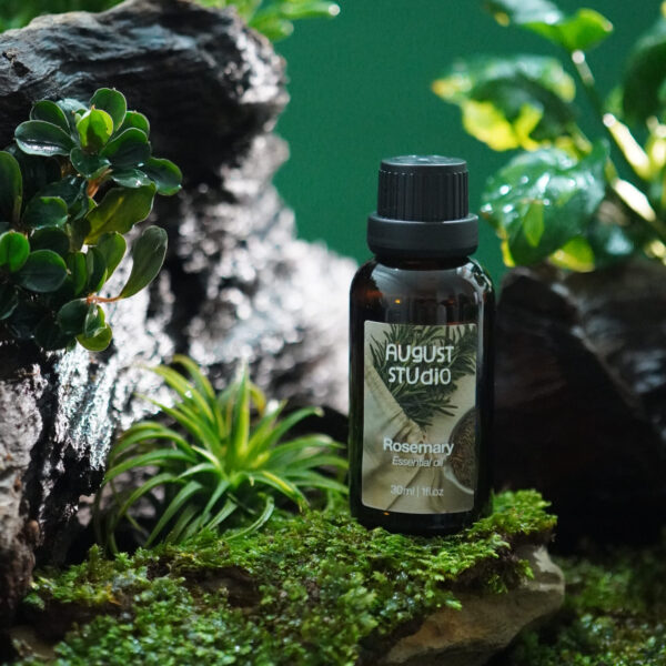 Tinh Dầu Thiên Nhiên Hương Thảo (Rosemary) – August Studio | Tỉnh Táo, Tăng Tập Trung, Thanh Lọc Không Khí