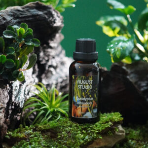 Tinh Dầu Thiên Nhiên Bạch Đàn Chanh (Eucalyptus Citriodora) – August Studio | Nguyên Chất, Kháng Khuẩn, Đuổi Côn Trùng