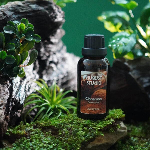 Tinh Dầu Thiên Nhiên Quế (Cinnamon) – August Studio | Ấm Nồng, Kháng Khuẩn, Khử Mùi Tự Nhiên