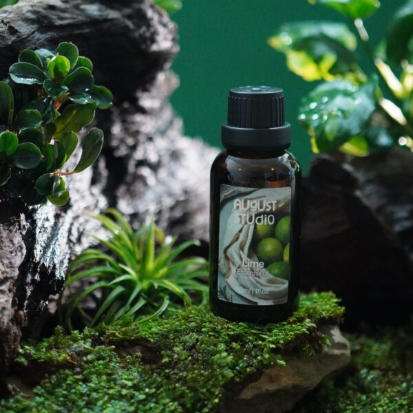 Tinh Dầu Thiên Nhiên Chanh Sần (Lime) – August Studio | Tươi Mát, Thanh Lọc, Khử Mùi Hiệu Quả