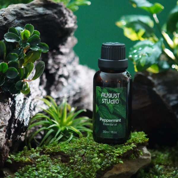 Tinh Dầu Thiên Nhiên Bạc Hà (Peppermint) – August Studio | Nguyên Chất, Thanh Mát, Giảm Căng Thẳng