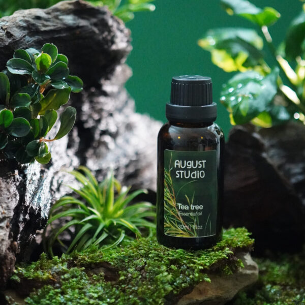 Tinh Dầu Thiên Nhiên Tràm Trà (Tea Tree) – August Studio | Làm Sạch, Kháng Khuẩn, Thanh Lọc Không Gian
