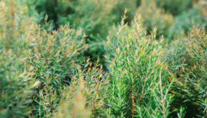 Tinh Dầu Thiên Nhiên Tràm Trà (Tea Tree)