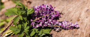 Tinh Dầu Thiên Nhiên Xô Thơm (Clary Sage) – August Studio