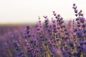 Tinh Dầu Thiên Nhiên Oải Hương (Lavender) – August Studio
