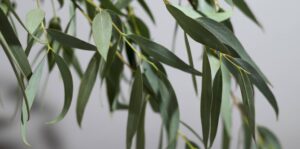 Tinh Dầu Thiên Nhiên Bạch Đàn Chanh (Eucalyptus Citriodora) – August Studio
