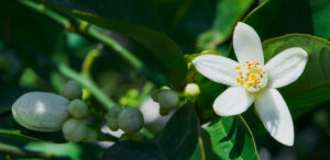 Tinh Dầu Thiên Nhiên Hoa Cam (Neroli) – August Studio
