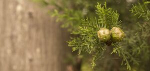 Tinh Dầu Thiên Nhiên Trắc Bách Diệp (Cypress) – August Studio