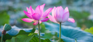 Tinh Dầu Thiên Nhiên Hoa Sen (Lotus) – August Studio