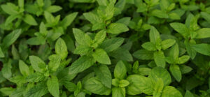 Tinh Dầu Thiên Nhiên Bạc Hà (Peppermint) – August Studio