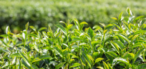 Tinh Dầu Thiên Nhiên Trà Xanh (Green Tea) – August Studio
