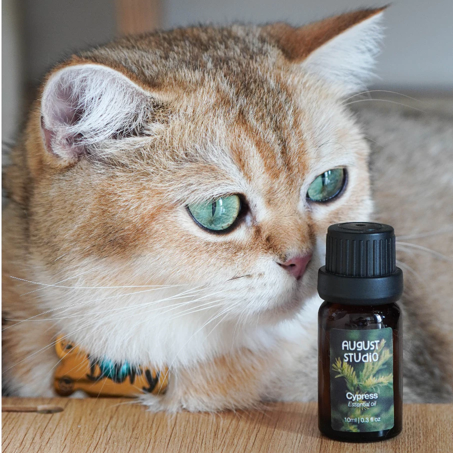 Tinh dầu thiên nhiên August Studio - 100% Nguyên chất từ thiên nhiên