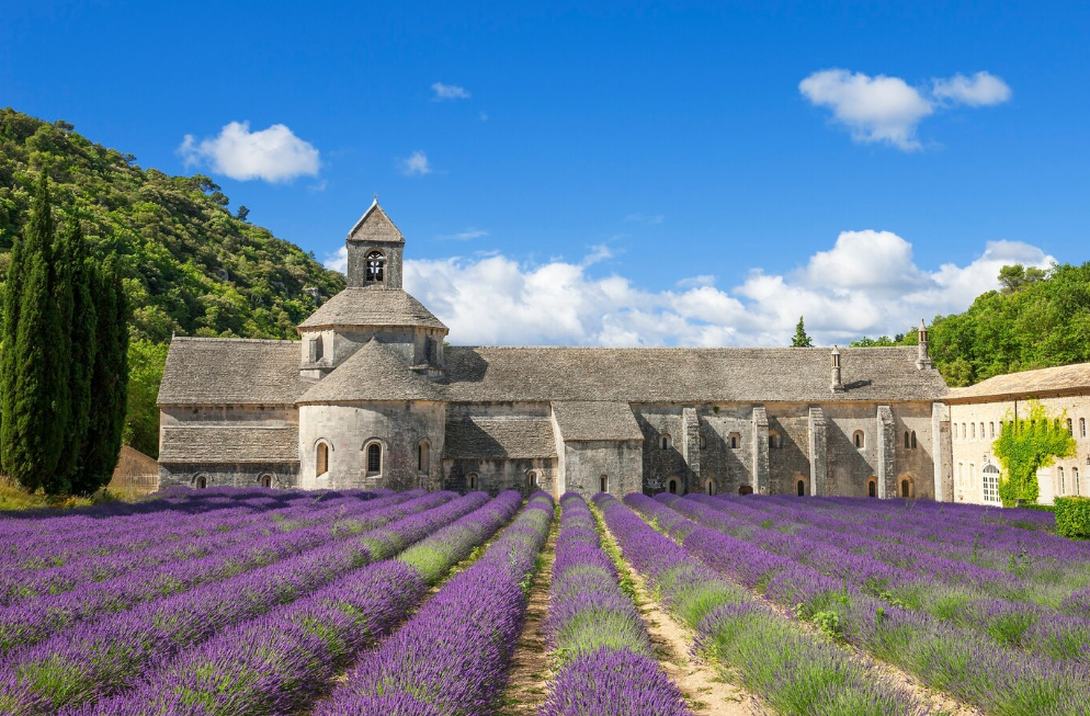 Cánh đồng hoa oải hương Provence, Pháp.