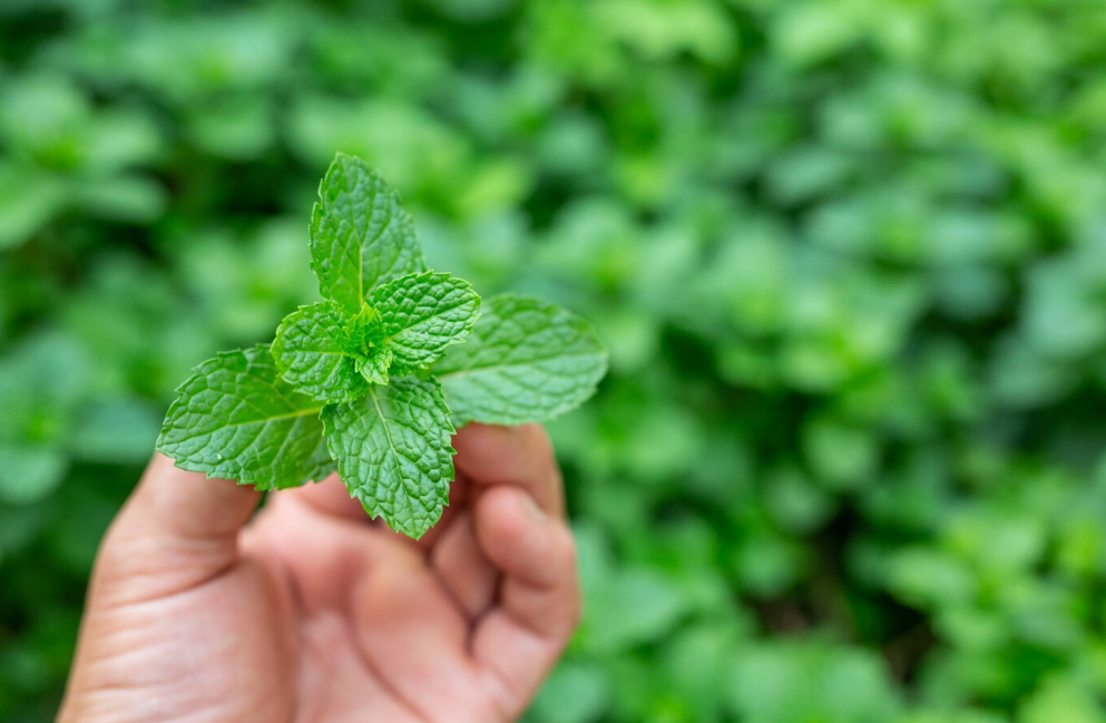 Tinh dầu Peppermint có mùi hương mát lạnh, the cay