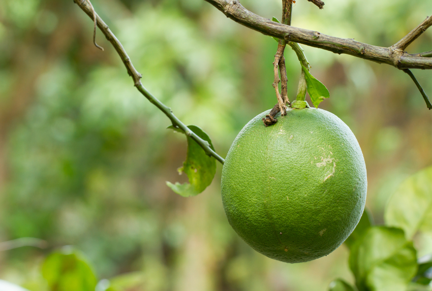 Lưu ý khi sử dụng tinh dầu bưởi