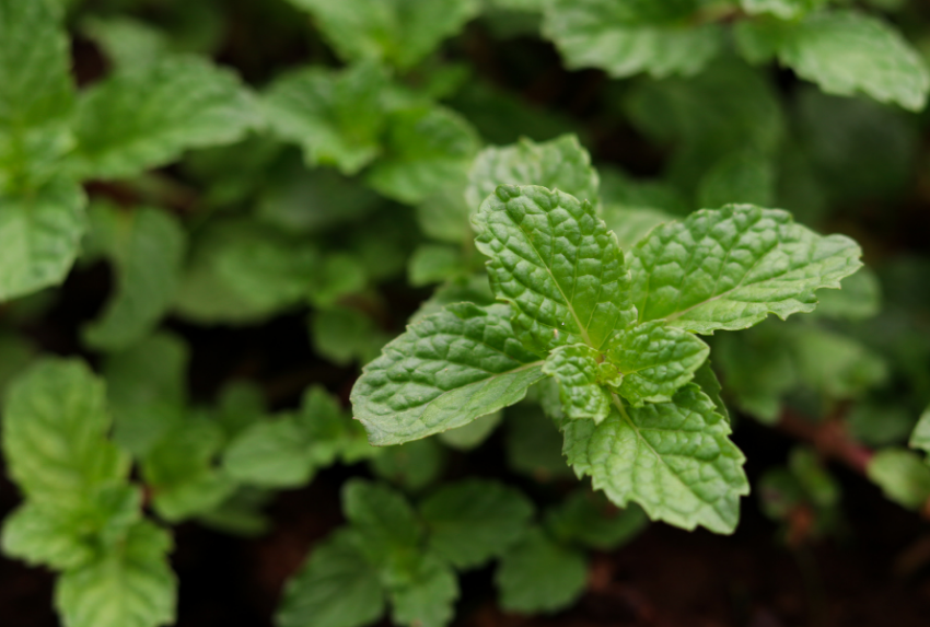 Peppermint (Mentha × piperita) là một loài lai tự nhiên giữa bạc hà lục (spearmint – Mentha spicata)