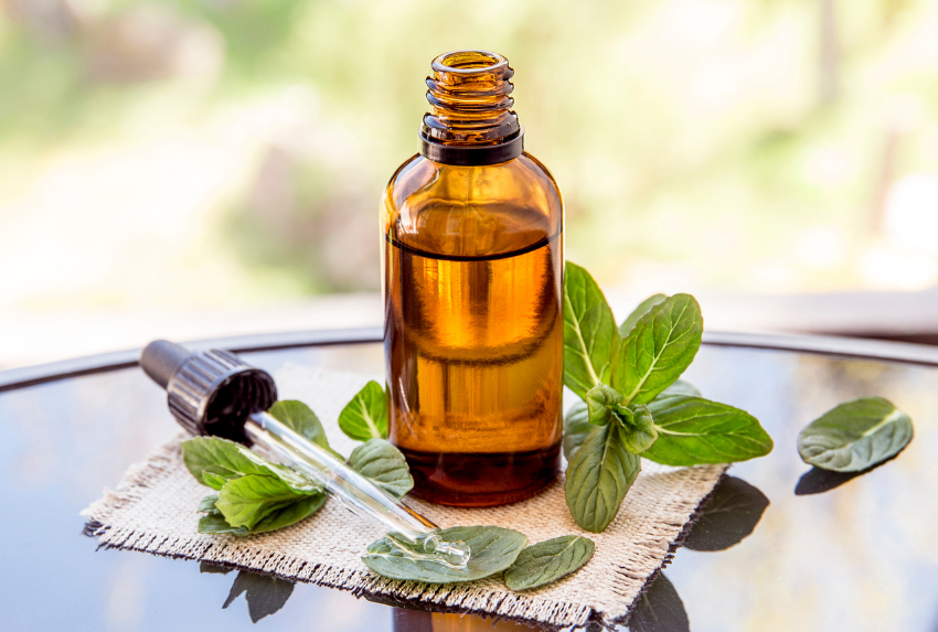 Peppermint là thành thảo dược đa năng với nhiều ứng dụng trong đời sống.
