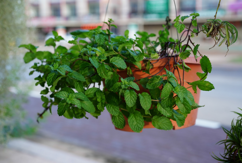 Peppermint (bạc hà Âu) là một trong những loài thảo mộc phổ biến và được sử dụng rộng rãi nhất trên thế giới