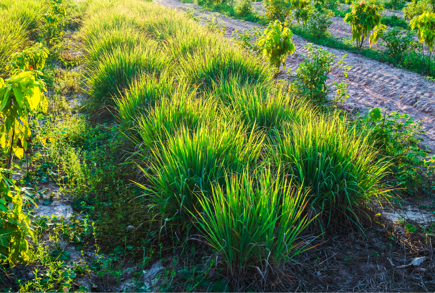 Sả chanh (tên khoa học: Cymbopogon citratus), còn được gọi là lemongrass
