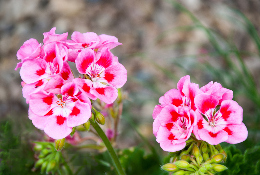 Cách sử dụng tinh dầu phong lữ