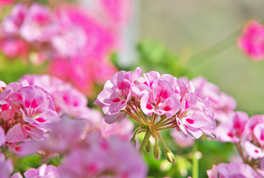 Tinh dầu phong lữ được chiết xuất từ lá và thân cây phong lữ (Pelargonium graveolens)