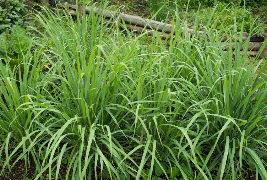Sả chanh (Cymbopogon citratus) là loài thực vật thuộc họ Hòa thảo