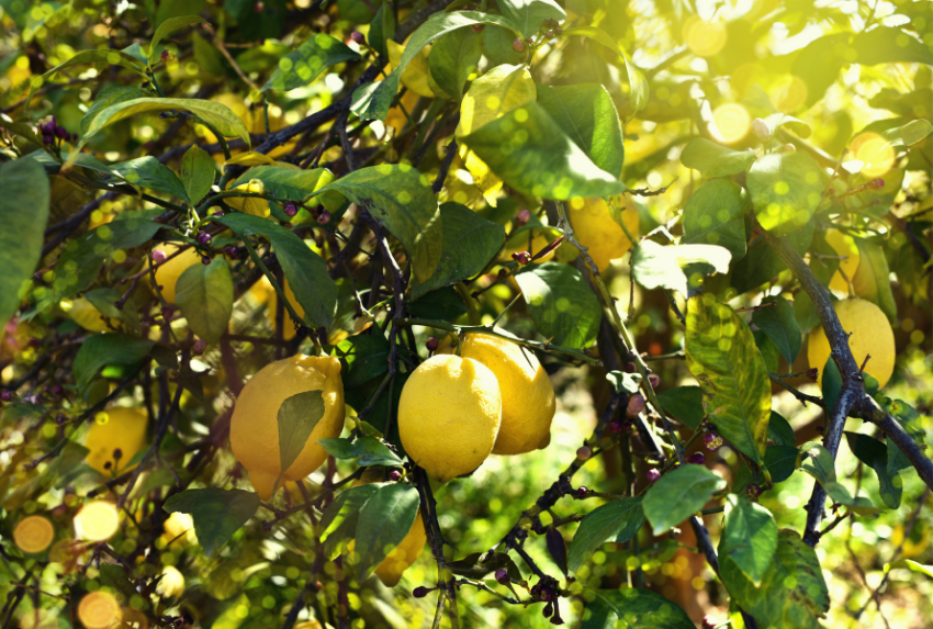 Tinh dầu chanh sả chứa nhiều hợp chất hoạt tính sinh học tự nhiên