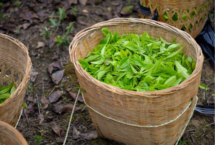 Lưu ý khi sử dụng tinh dầu trà xanh nguyên chất