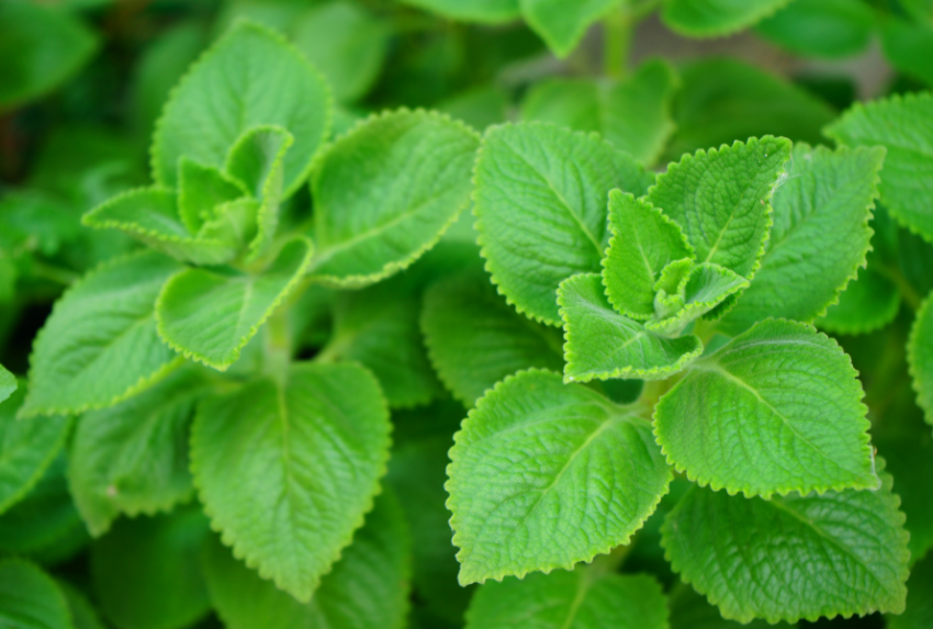 Cây húng chanh (tên khoa học: Plectranthus amboinicus)
