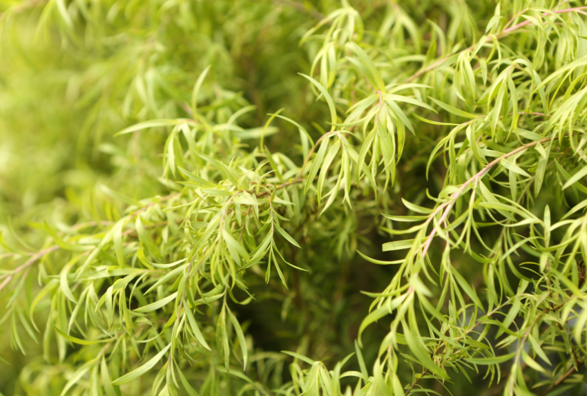 Tinh dầu Tràm Trà (Tea Tree Essential Oil) được chiết xuất từ lá cây Melaleuca alternifolia