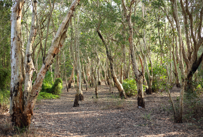 Thổ dân Bundjalung dùng lá tràm trà để giã nát, đắp lên vết thương và hít hơi xông.