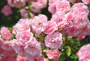 Tinh Dầu Hoa Hồng (Rose) – August Studio | Hương Nữ Tính, Ngọt Ngào, Lãng Mạn