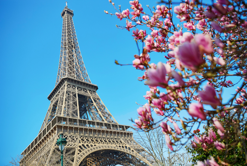 Ý Nghĩa Hoa Mộc Lan Ở Châu Âu