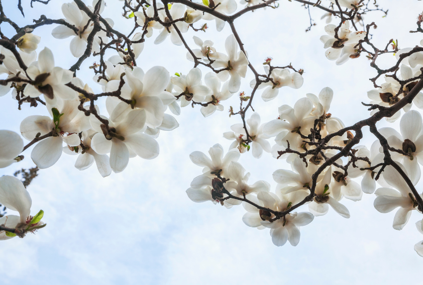 Hoa mộc lan là biểu tượng của sự thanh cao và thuần khiết