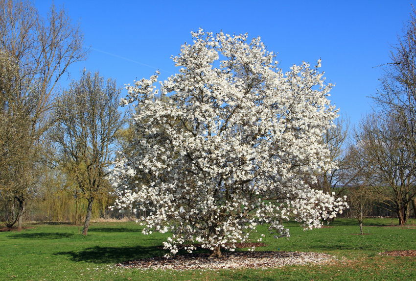 Nguồn gốc hoa mộc lan có từ thời cổ đại