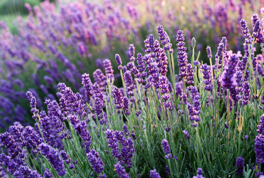 Các phong cách trang trí phòng với hoa oải hương