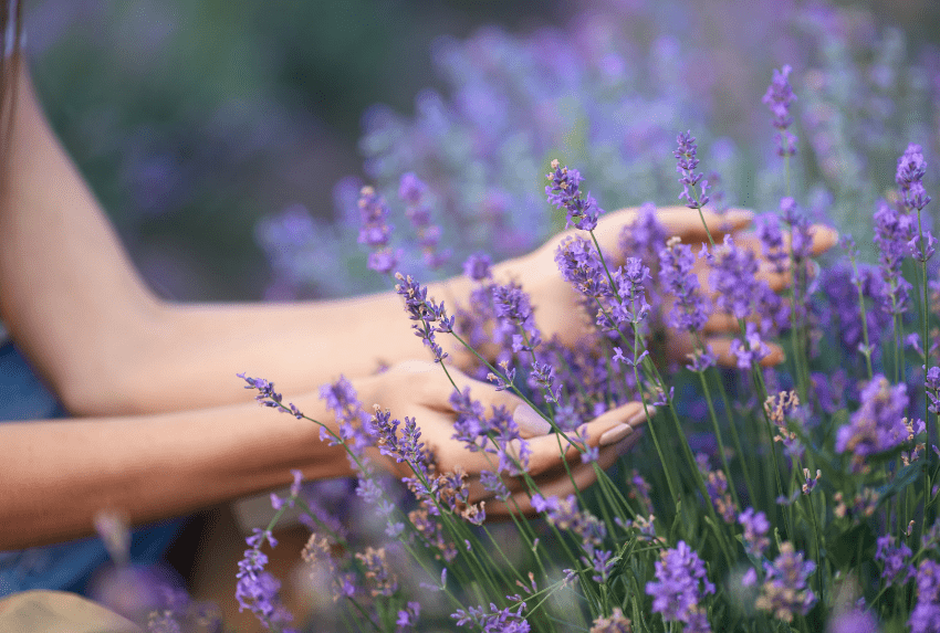 Trang trí phòng với hoa oải hương