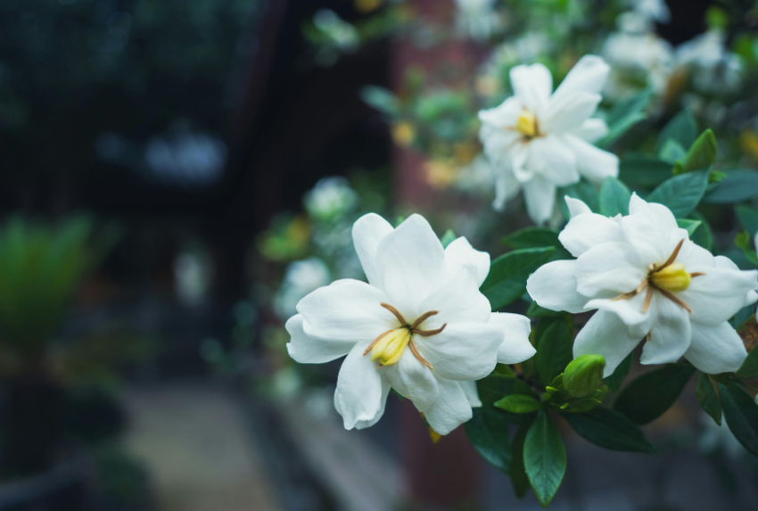 Ứng dụng hoa dành dành để trang trí