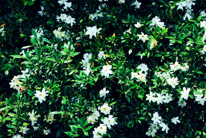 Nhân giống hoa Dành Dành bằng cành giâm