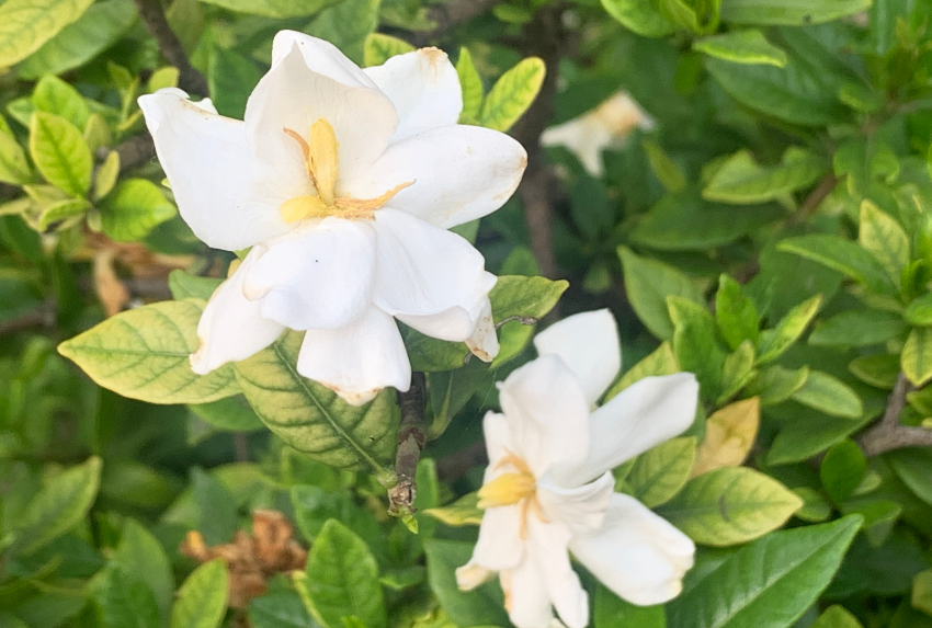 August Studio tạo nên thương hiệu hoa dành dành bắt đầu từ một ký ức rất riêng