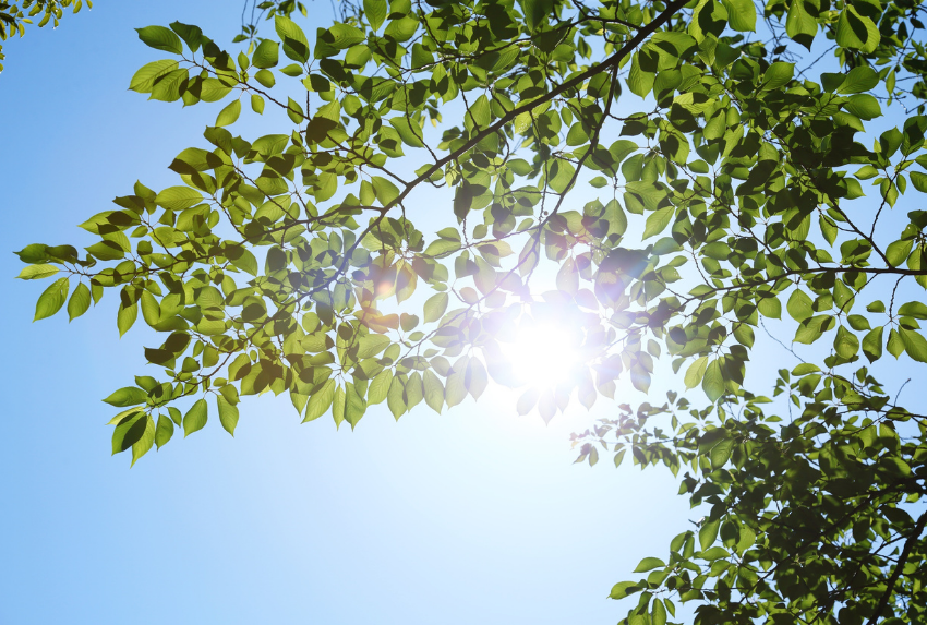 Hoa Dành Dành không ra hoa có thể do thiếu ánh sáng