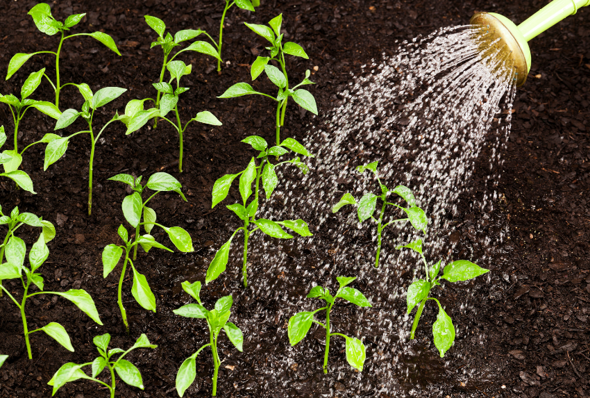 Hoa Dành Dành rất nhạy cảm với úng nước