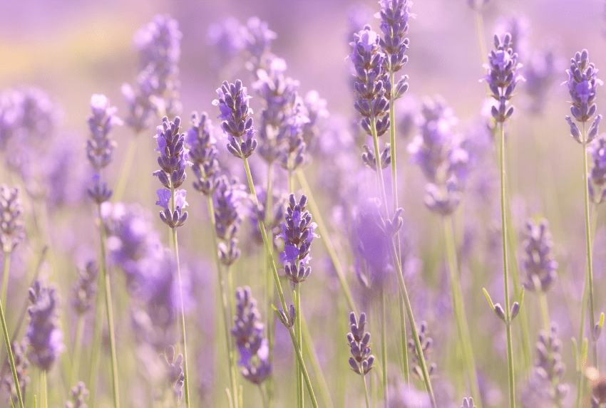 Chăm sóc hoa oải hương trở thành nghệ thuật