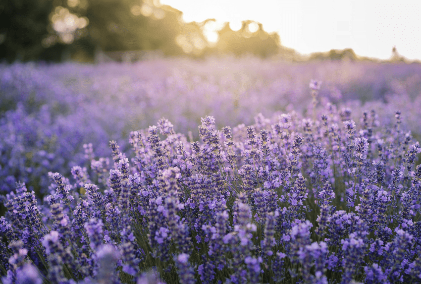 Hoa oải hương (Lavandula angustifolia) có nguồn gốc từ vùng Địa Trung Hải