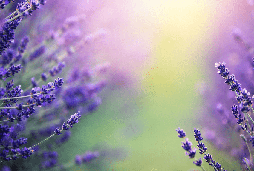 Cách chăm sóc hoa oải hương