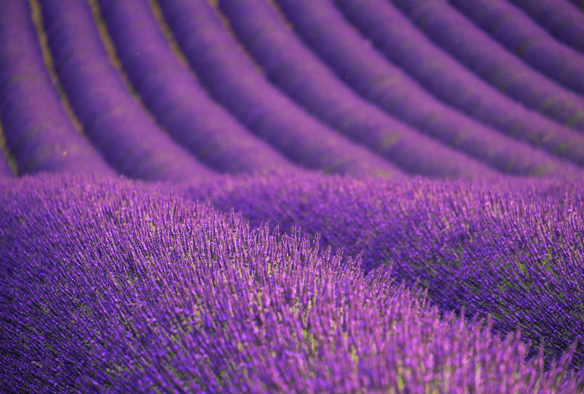 Oải hương có nguồn gốc từ vùng Địa Trung Hải