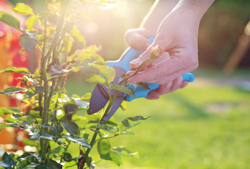 Hoa Dành Dành bị cắt tỉa sai thời điểm cũng gây ảnh hưởng